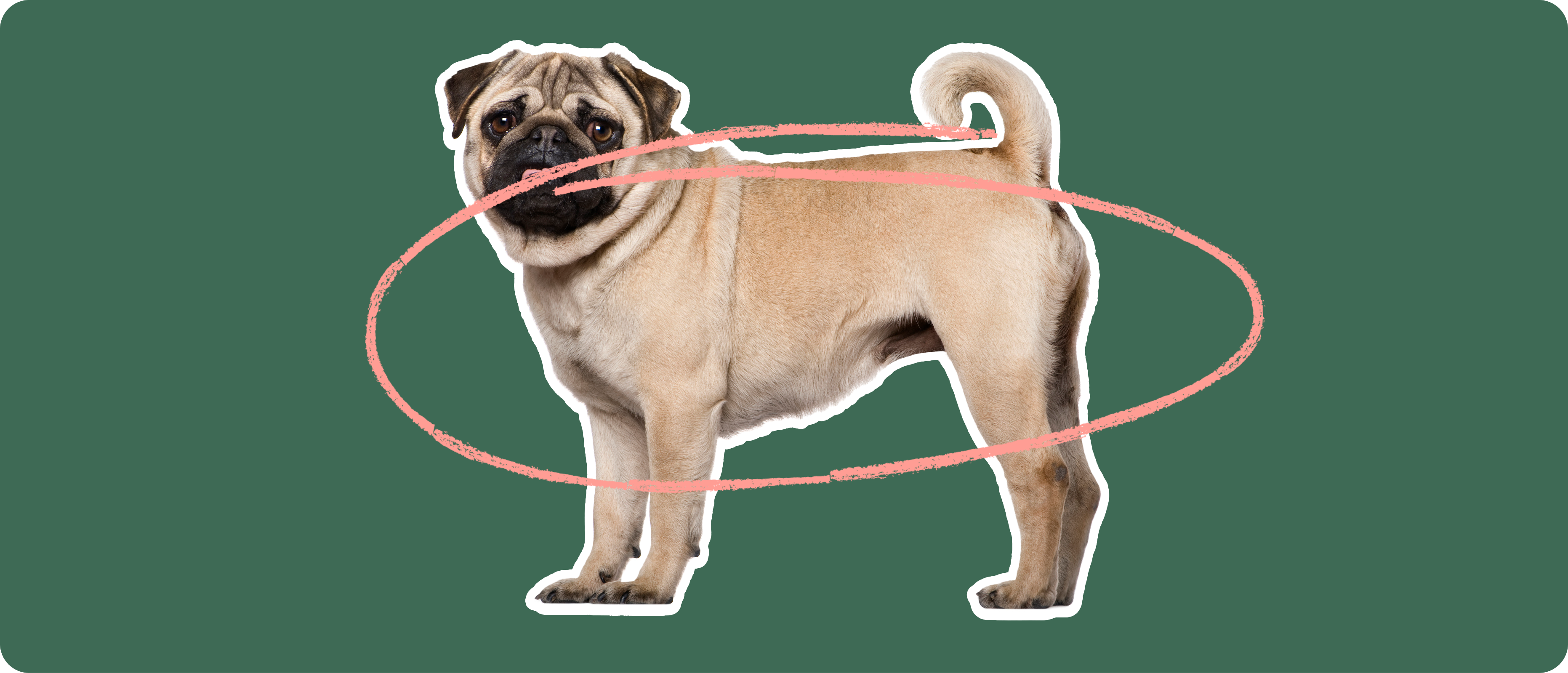 Your Pug Pug Dog Health Problems Pug Insurance ManyPets