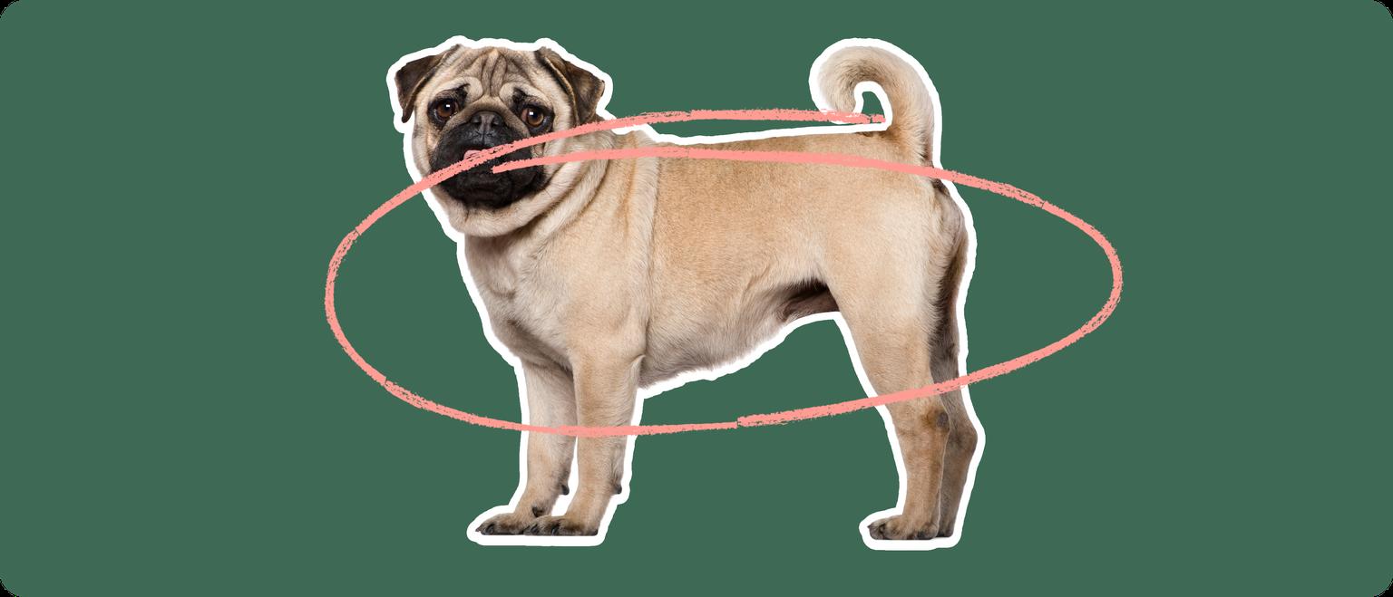 Pug