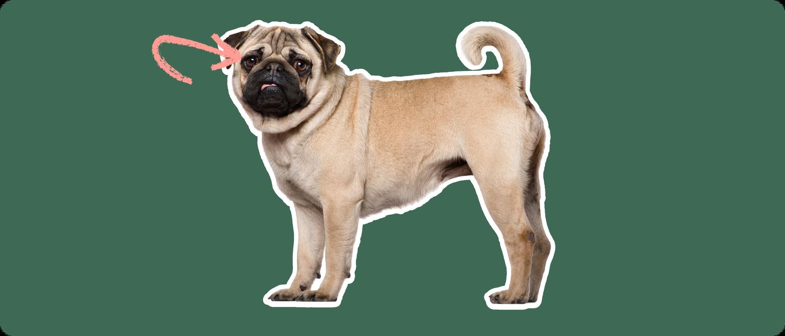 Pug