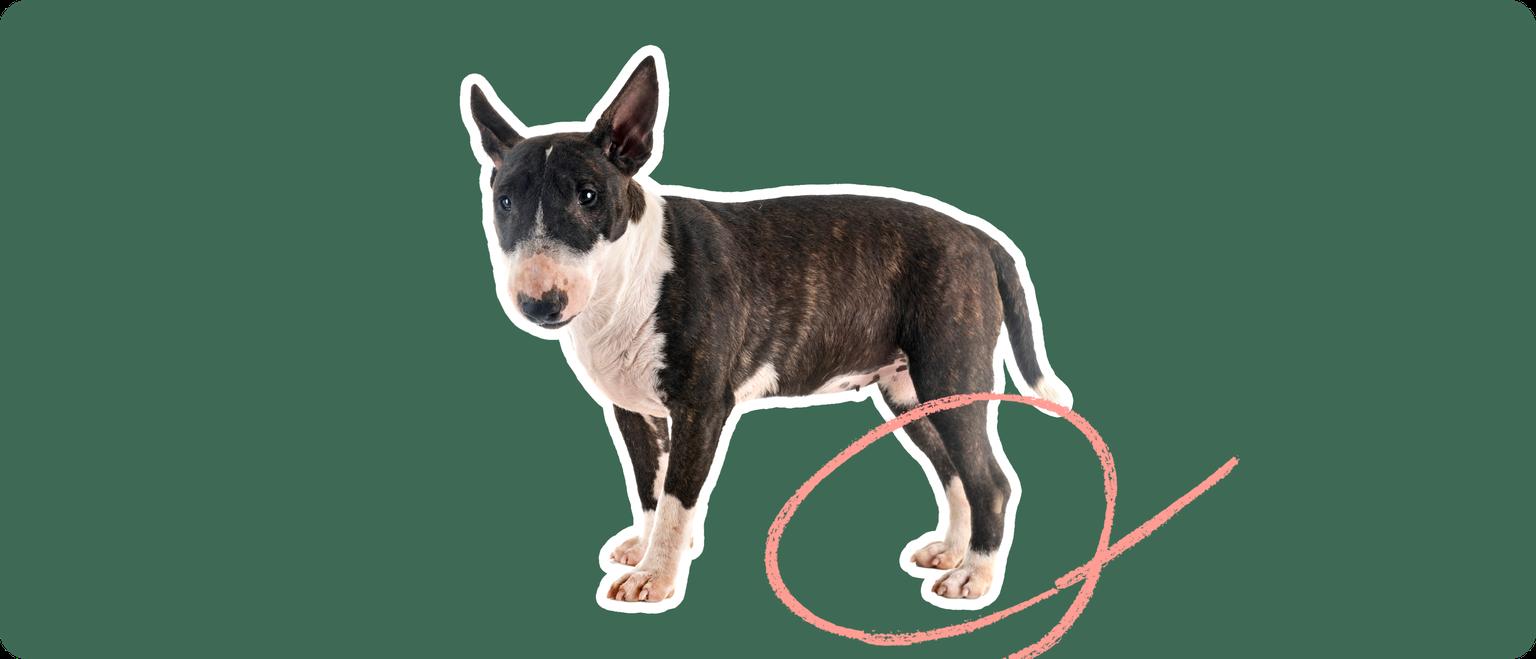 A black and white miniature bull terrier with a white outline, with a pink circle around it's back legs, on a solid green background.