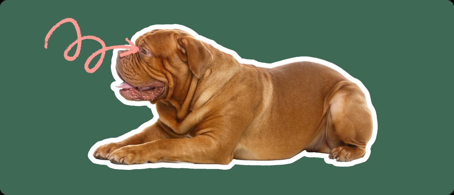 A Dogue de Bordeaux cut out with a white outline, laying down, with a pink arrow pointing to it's eye, on a solid green background.
