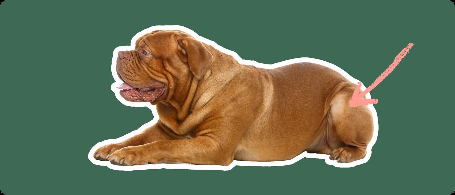 A Dogue de Bordeaux cut out with a white outline, laying down, with a pink arrow pointing to it's back hip, on a solid green background.