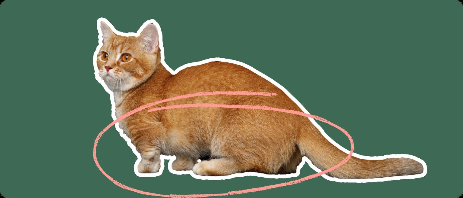 An orange munchkin cat cut out with a white outline, with a pink circle around the lower half of it's body, on a solid green background.