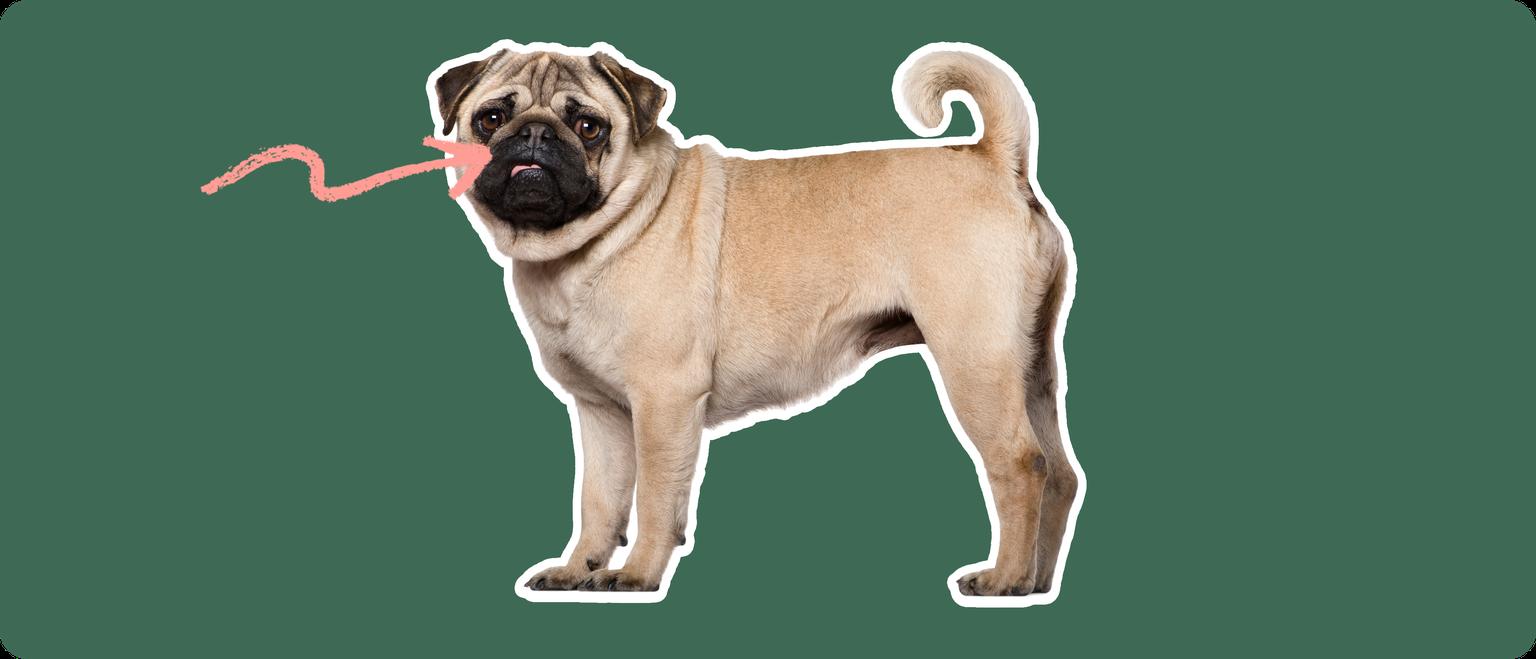 Pug