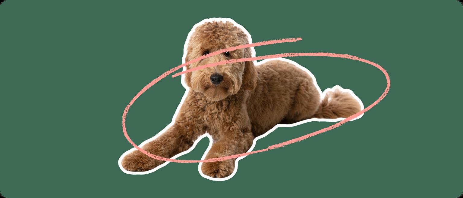Goldendoodle