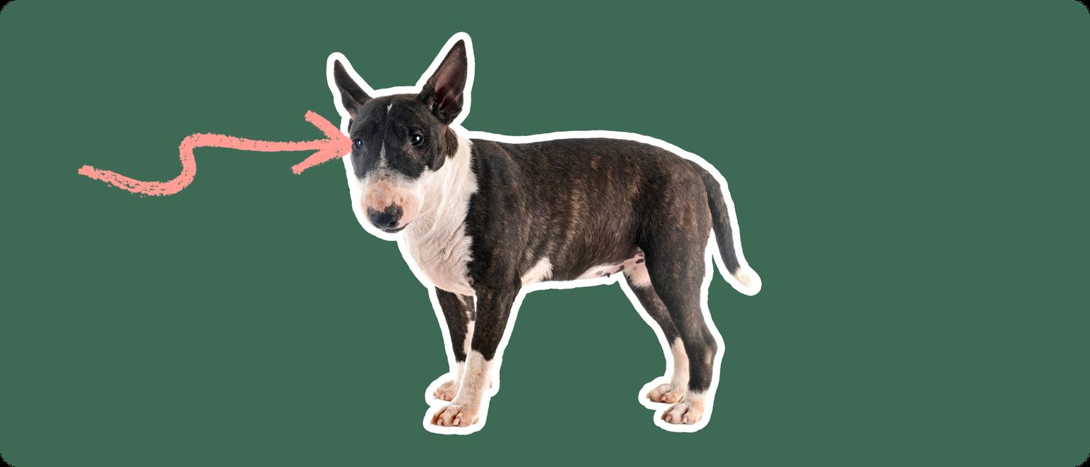 A black and white miniature bull terrier with a white outline, with a pink arrow pointing to it's eye, on a solid green background.