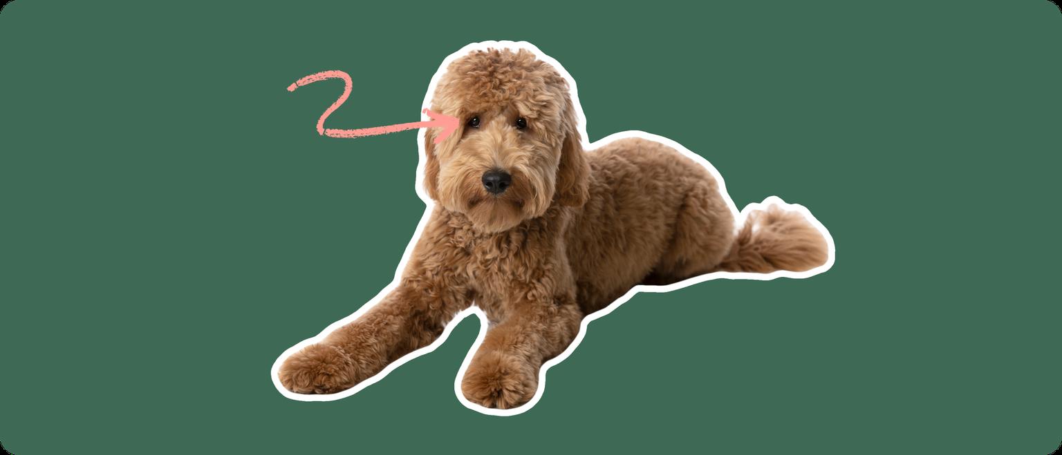 Goldendoodle