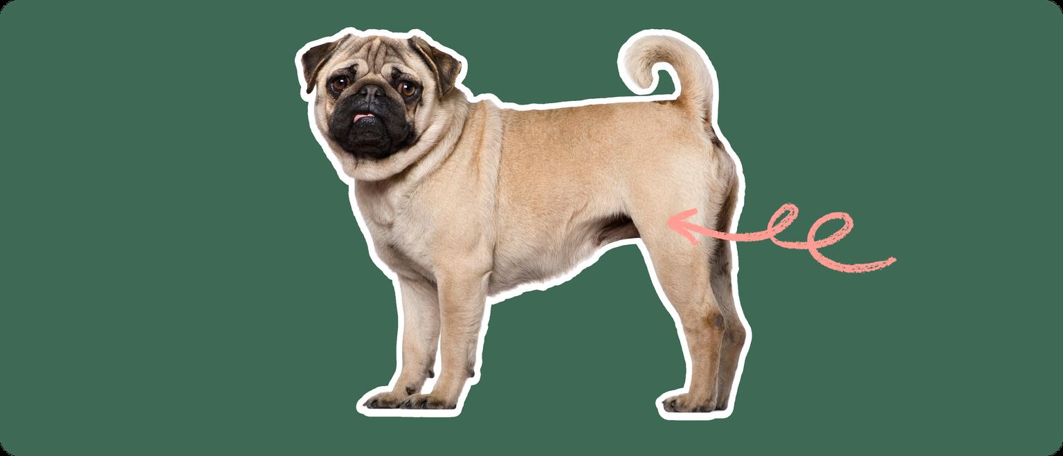 Pug