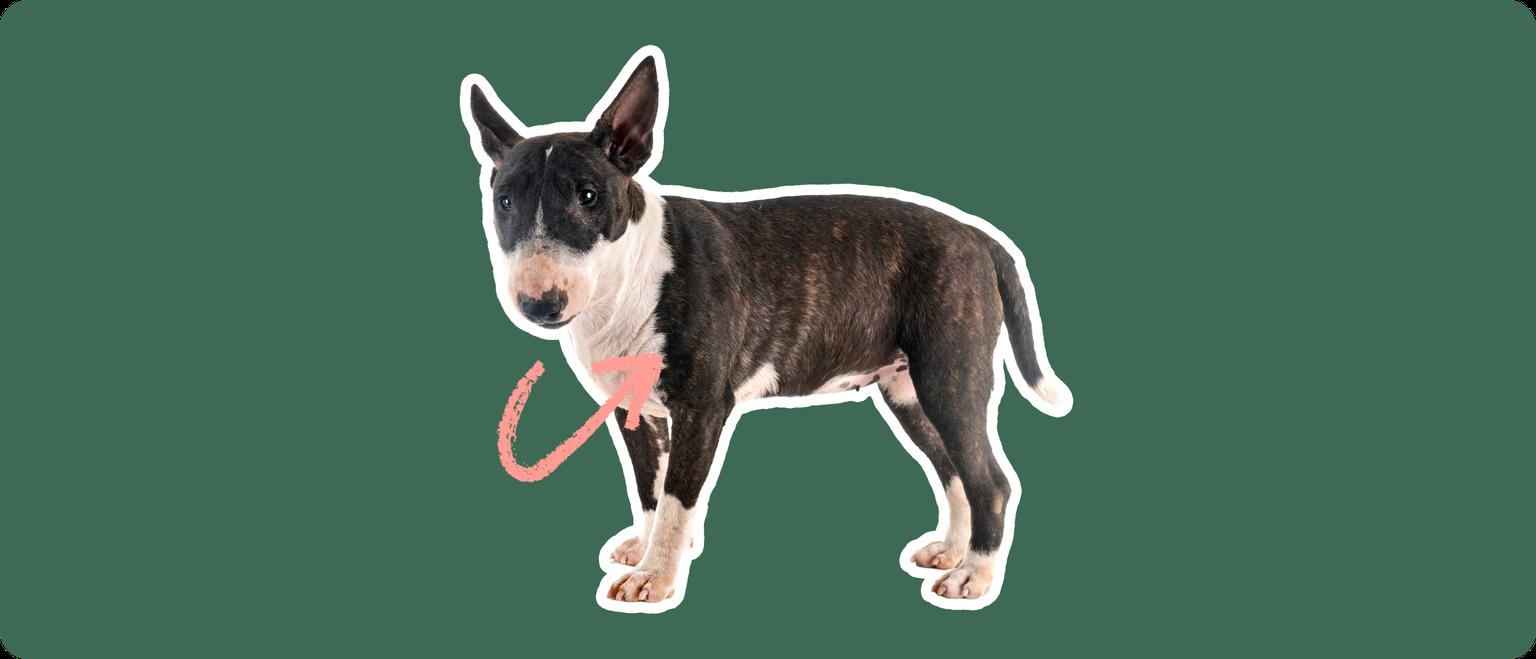 A black and white miniature bull terrier with a white outline, with a pink arrow pointing to it's chest, on a solid green background.