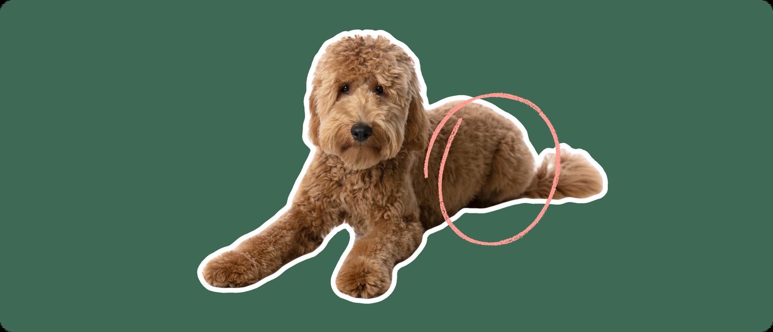 Goldendoodle