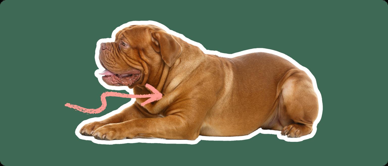 A Dogue de Bordeaux cut out with a white outline, laying down, with a pink arrow pointing to it's chest, on a solid green background.