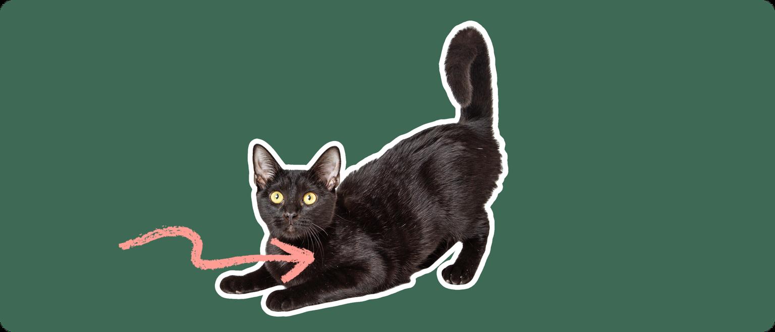 A black Bombay cat cut out with a white outline, with a pink arrow pointing to it's chest, on a solid green background.