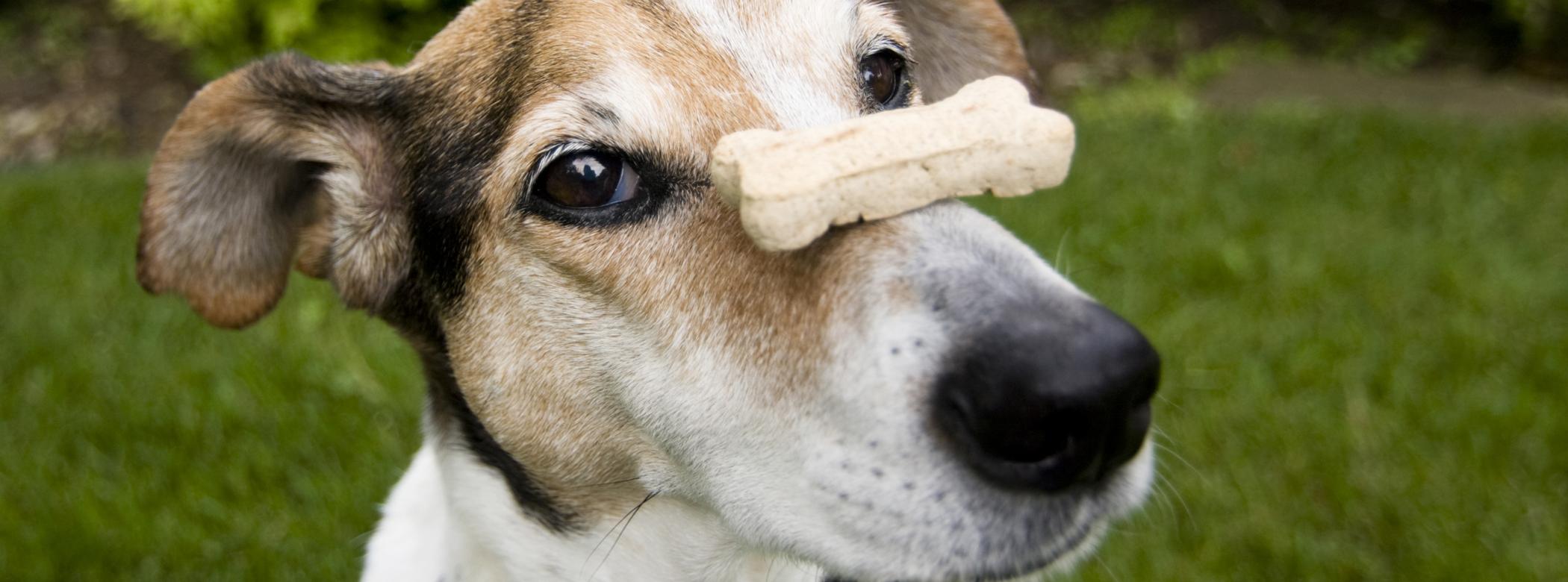 A dog balancing a bone-shaped treat on its nose, standing on green grass with shrubs in the background.