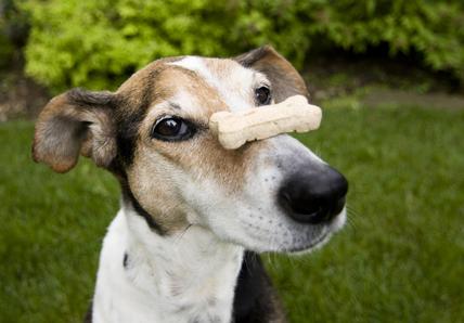 A dog balancing a bone-shaped treat on its nose, standing on green grass with shrubs in the background.