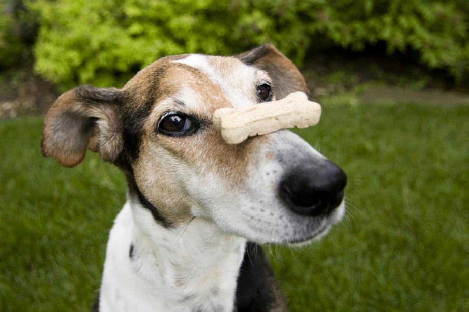 A dog balancing a bone-shaped treat on its nose, standing on green grass with shrubs in the background.