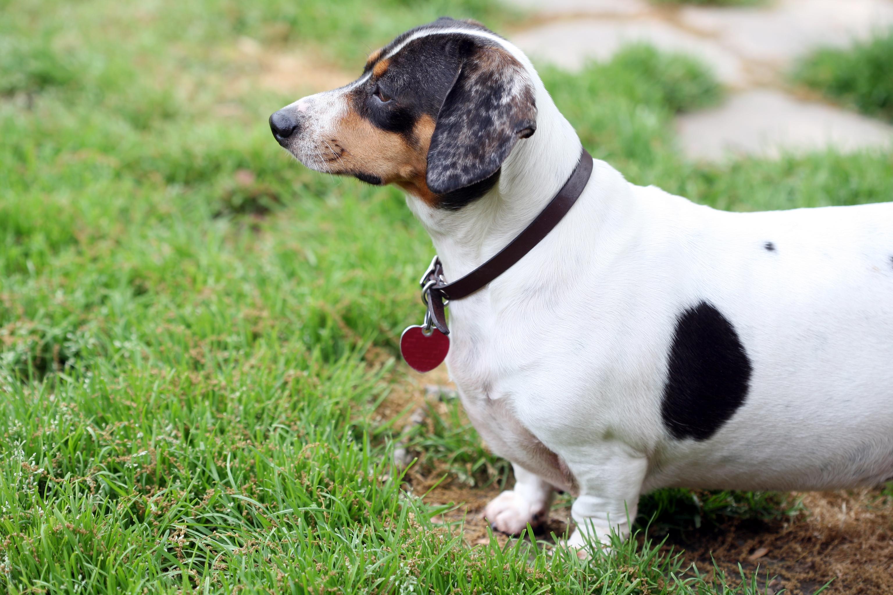 An overweight Jack Russell stares slightly off camera while standing in their garden