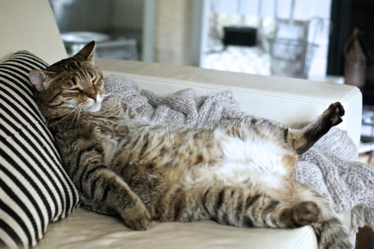 A tabby cat is lounging comfortably on a couch with a striped pillow, its eyes closed and a paw outstretched.