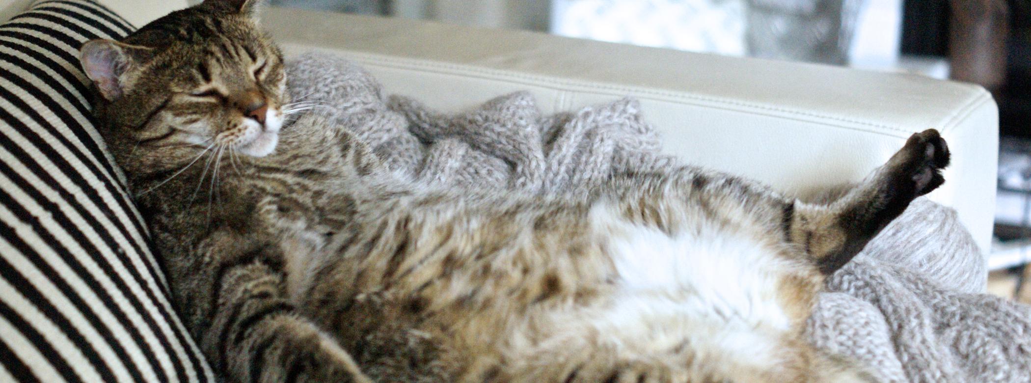 A tabby cat is lounging comfortably on a couch with a striped pillow, its eyes closed and a paw outstretched.