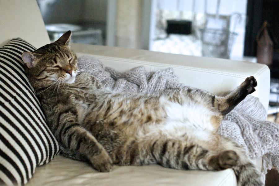 A tabby cat is lounging comfortably on a couch with a striped pillow, its eyes closed and a paw outstretched.