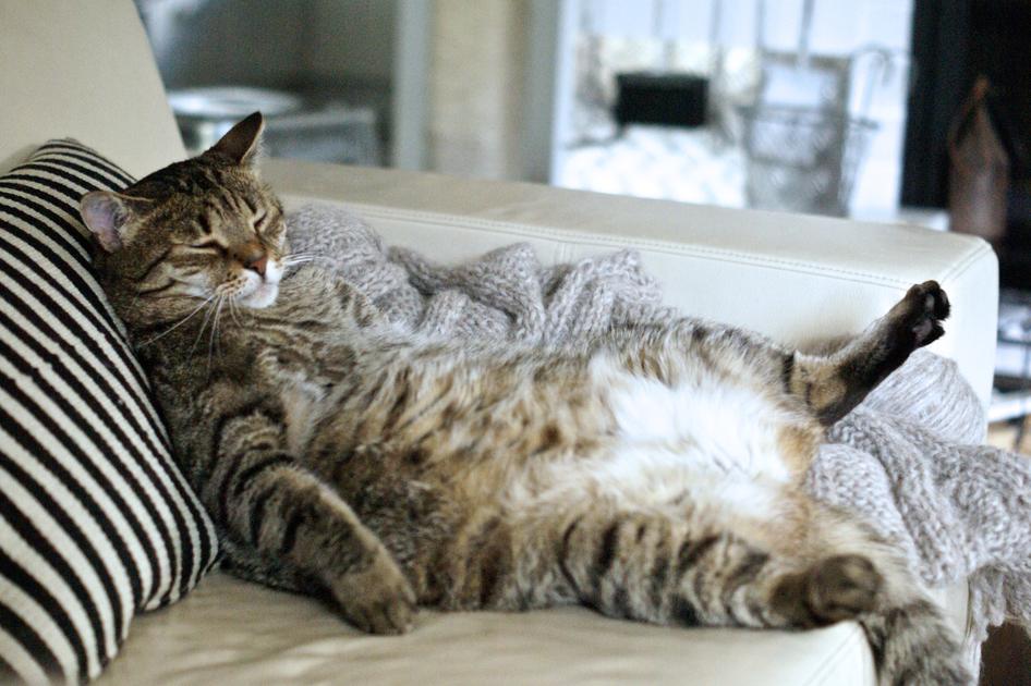 A tabby cat is lounging comfortably on a couch with a striped pillow, its eyes closed and a paw outstretched.
