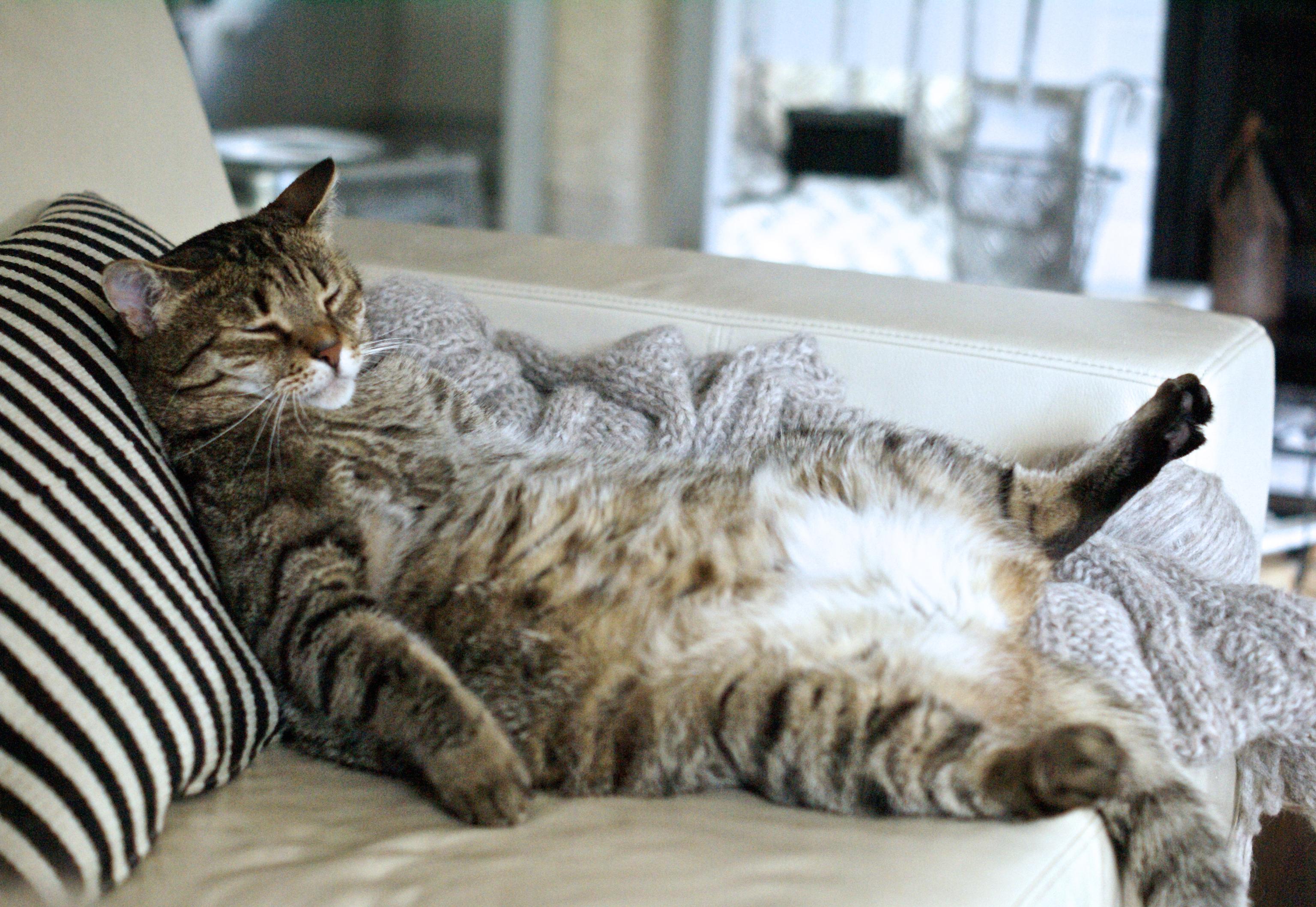 A tabby cat is lounging comfortably on a couch with a striped pillow, its eyes closed and a paw outstretched.