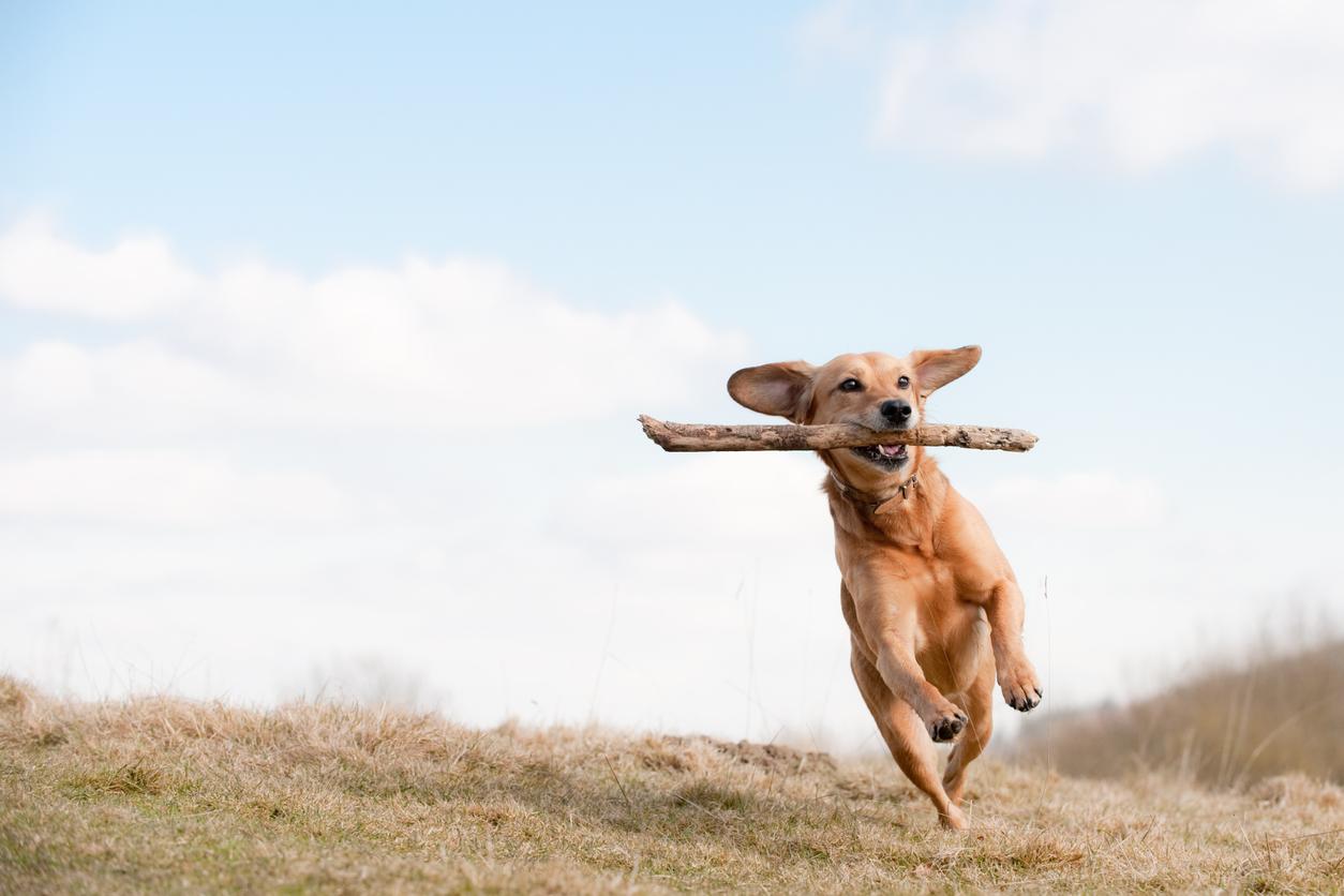 A brown dog runs through a field with a stick in their mouth