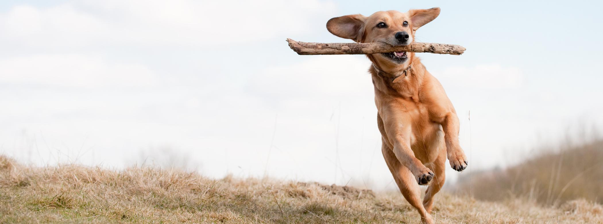 A brown dog runs through a field with a stick in their mouth