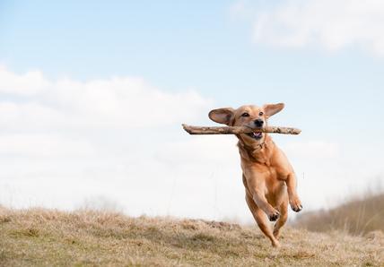 A brown dog runs through a field with a stick in their mouth