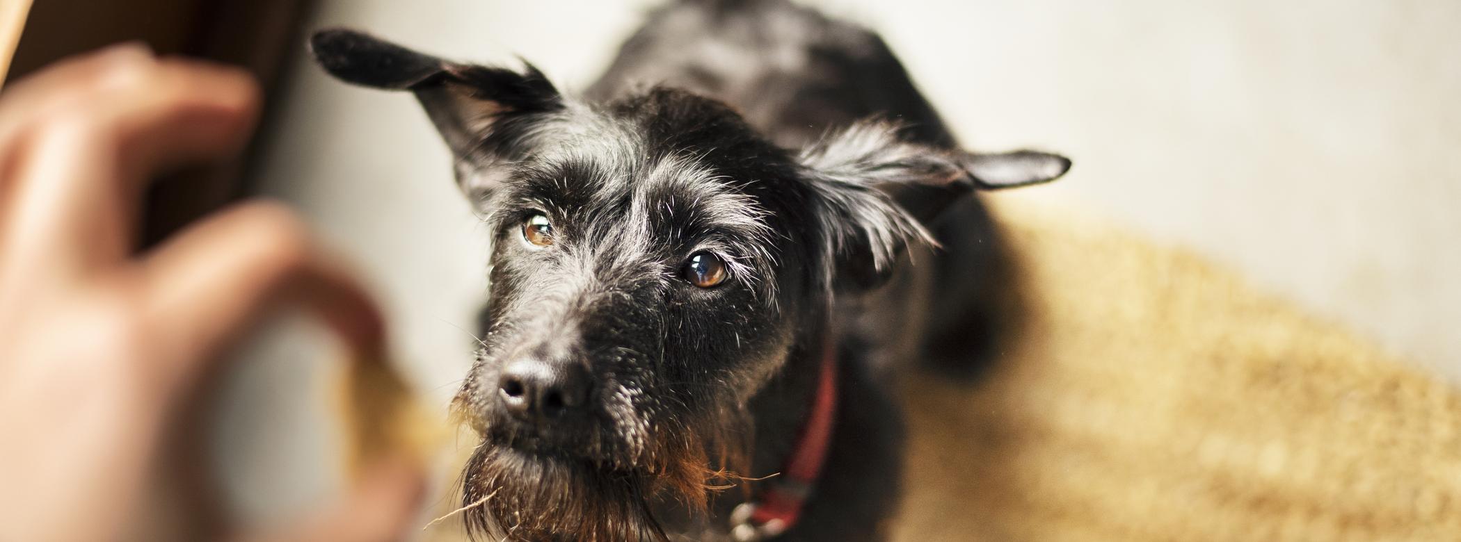 A dog stands on their hind legs as they rise up to take a treat from a person&#39;s hand