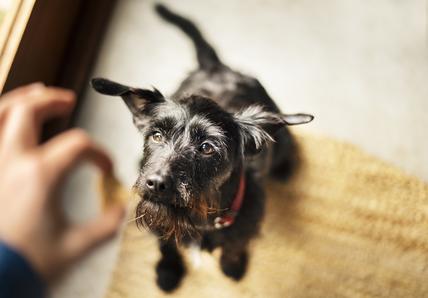 A dog stands on their hind legs as they rise up to take a treat from a person&#39;s hand