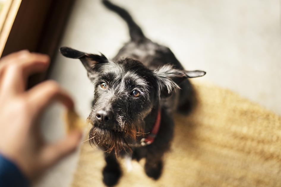 A dog stands on their hind legs as they rise up to take a treat from a person&#39;s hand