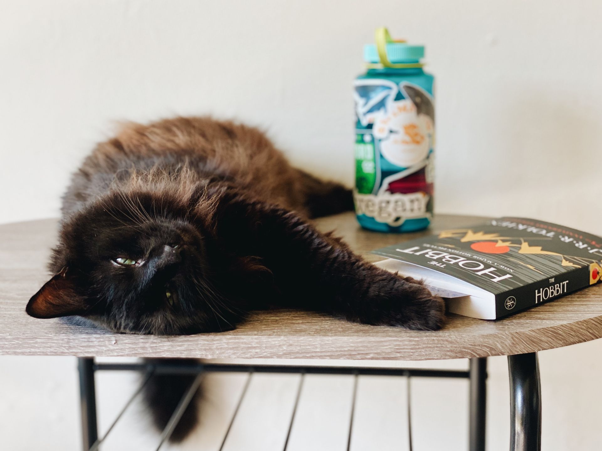 Cat sleeping on table