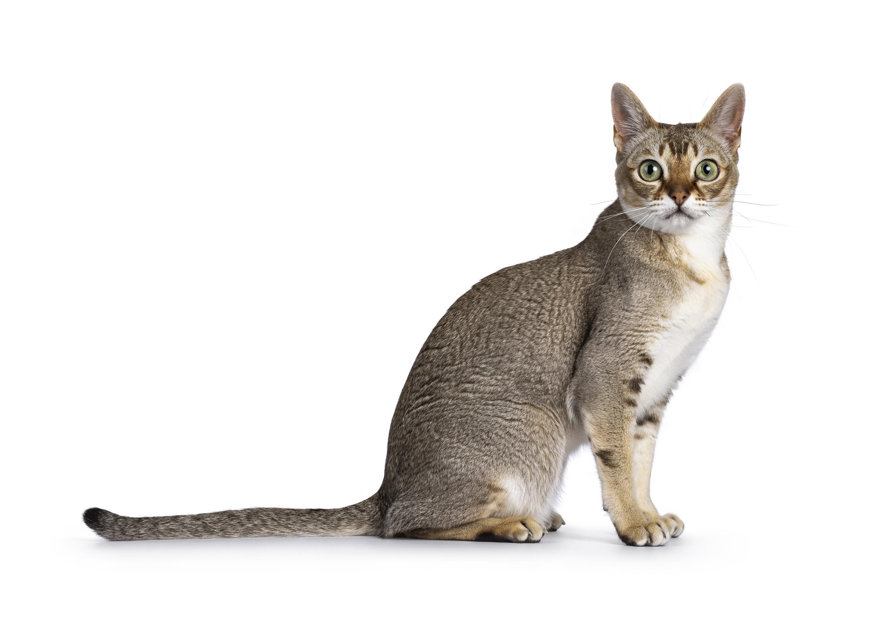 Image of a brown Singapura on a white background