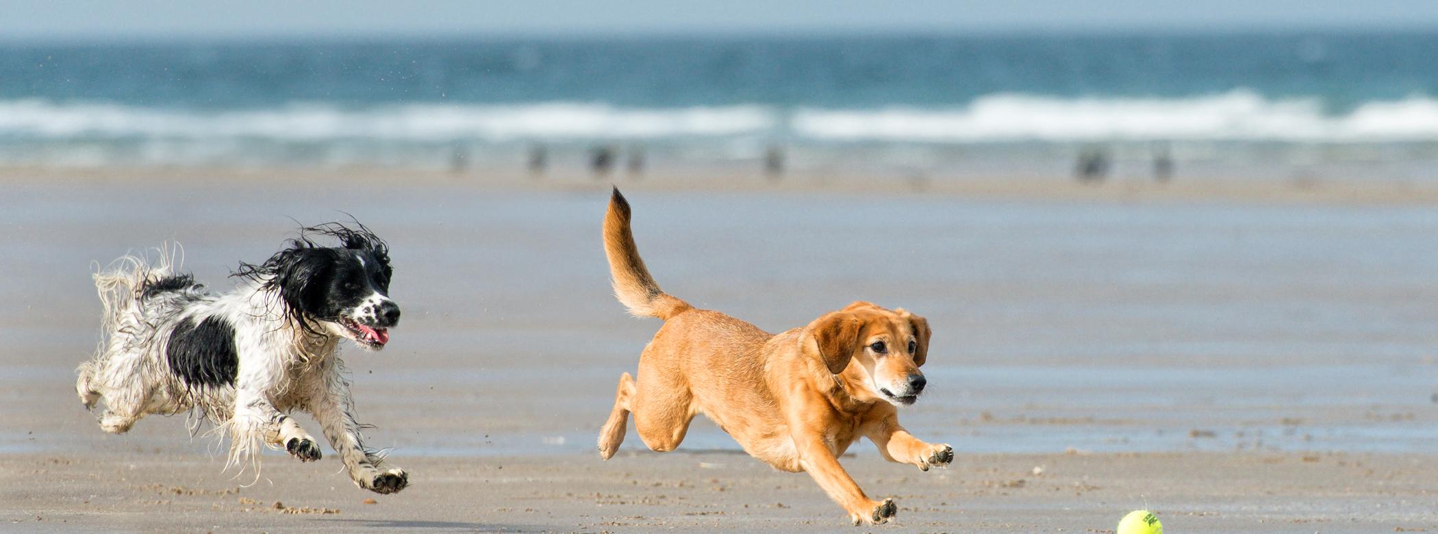 Two dogs joyfully chase a tennis ball on a sandy beach near the ocean waves.