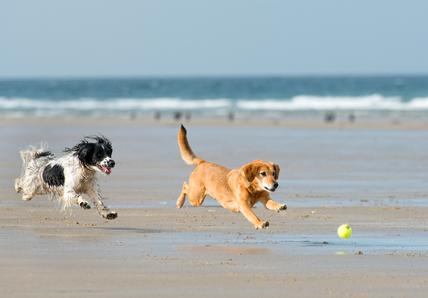 Two dogs joyfully chase a tennis ball on a sandy beach near the ocean waves.