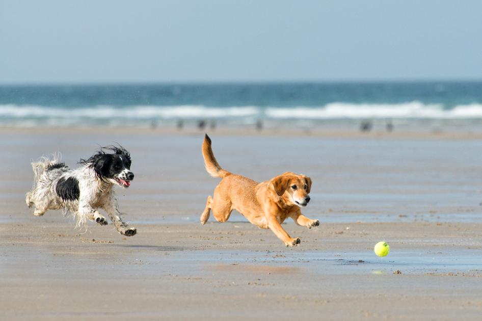Two dogs joyfully chase a tennis ball on a sandy beach near the ocean waves.
