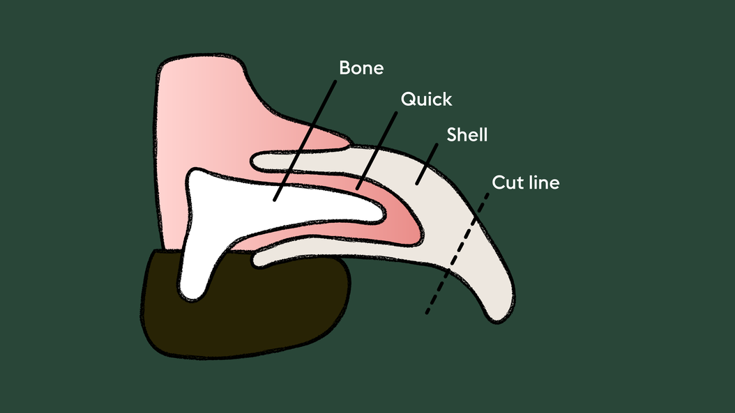 How to cut dog nails ManyPets
