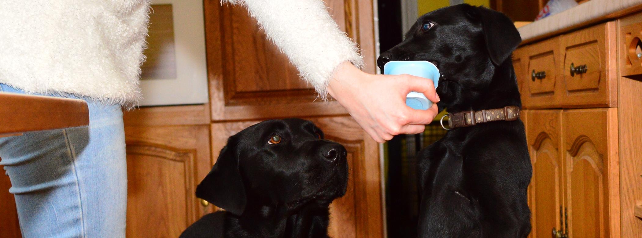 Two black dogs lick yoghurt out of a blue pot