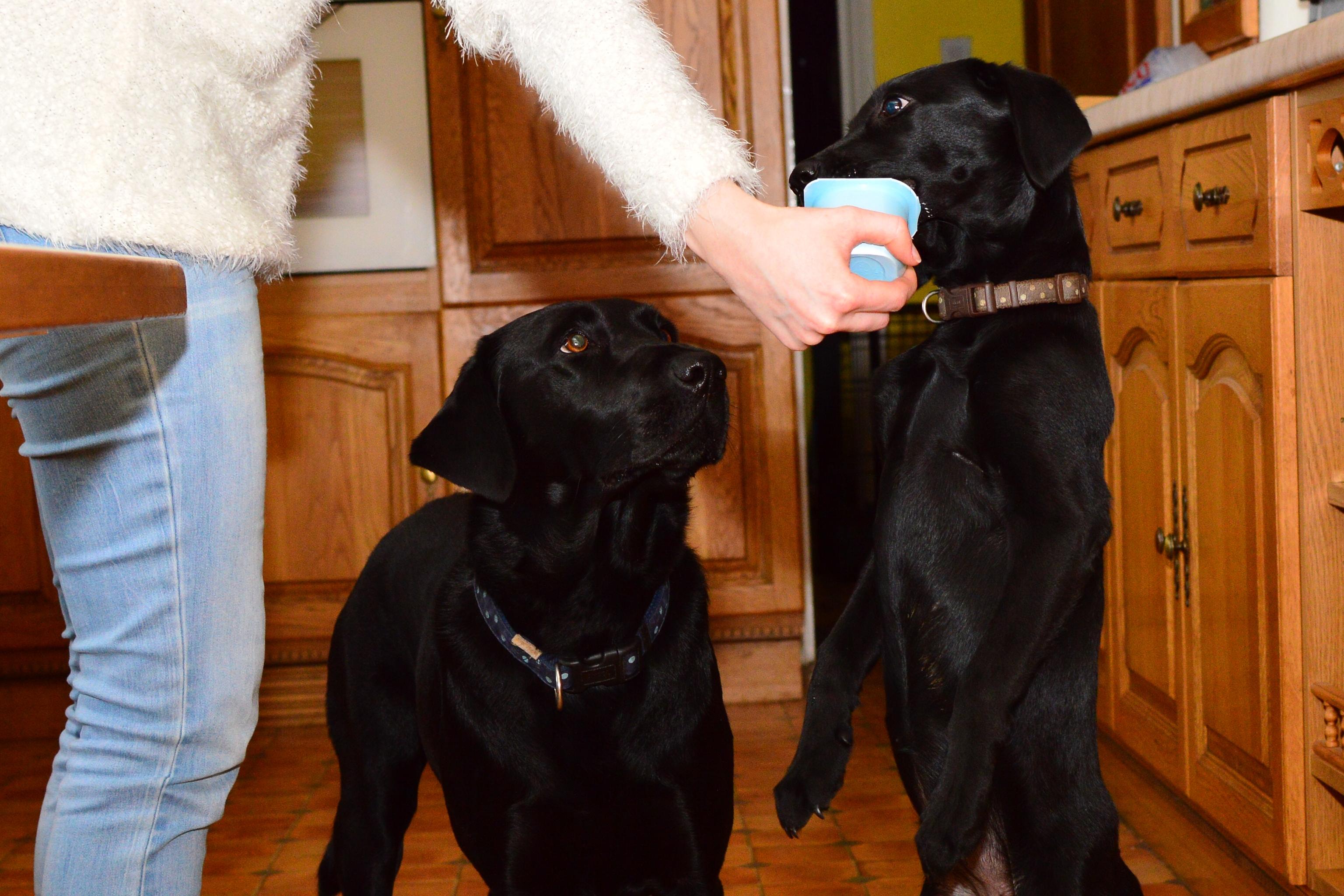 Two black dogs lick yoghurt out of a blue pot
