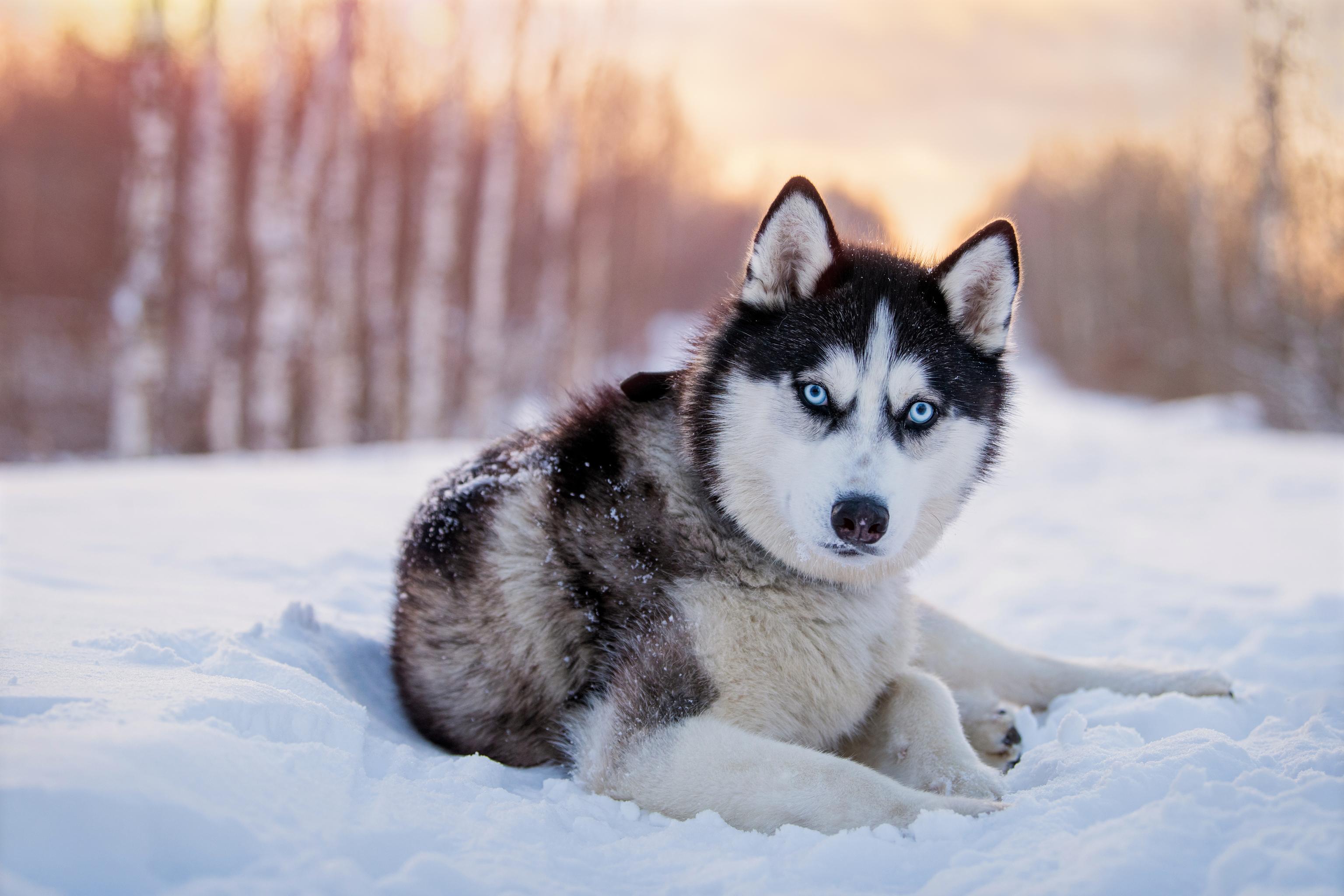 A husky with striking blue eyes lies in the snow, surrounded by a snowy forest backdrop at sunset.