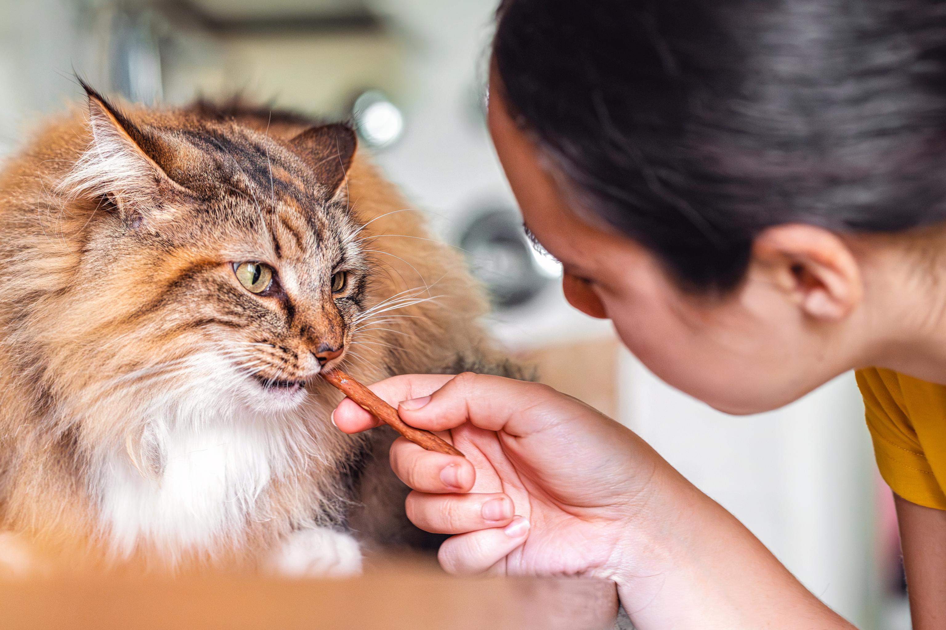 A woman feeds her brown cat with a cat treat
