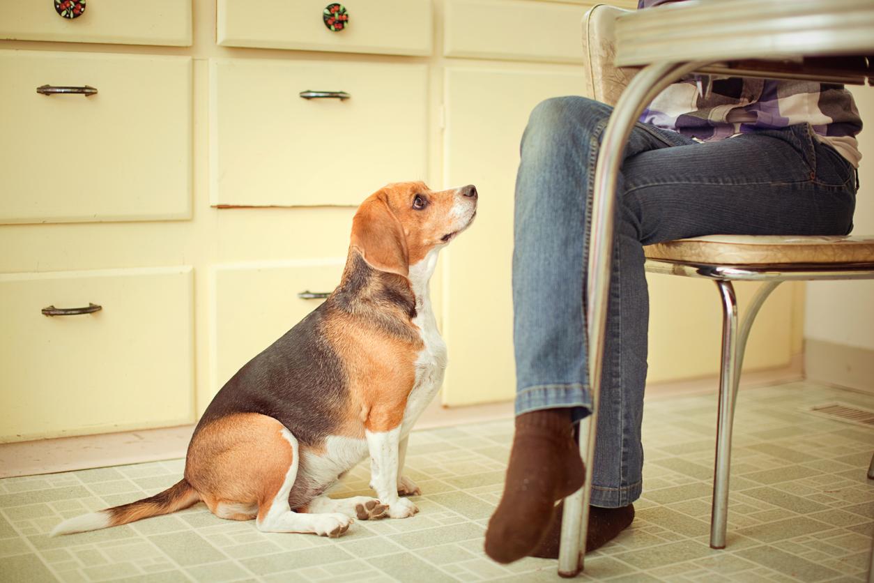 A Beagle sits and stairs up at their owner as they eat food at the table