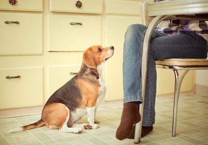 A Beagle sits and stairs up at their owner as they eat food at the table