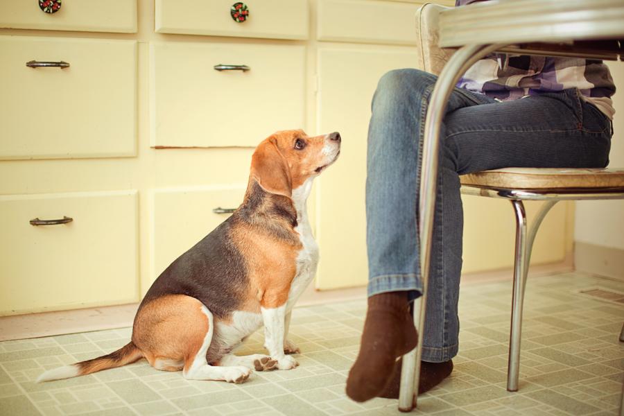 A Beagle sits and stairs up at their owner as they eat food at the table