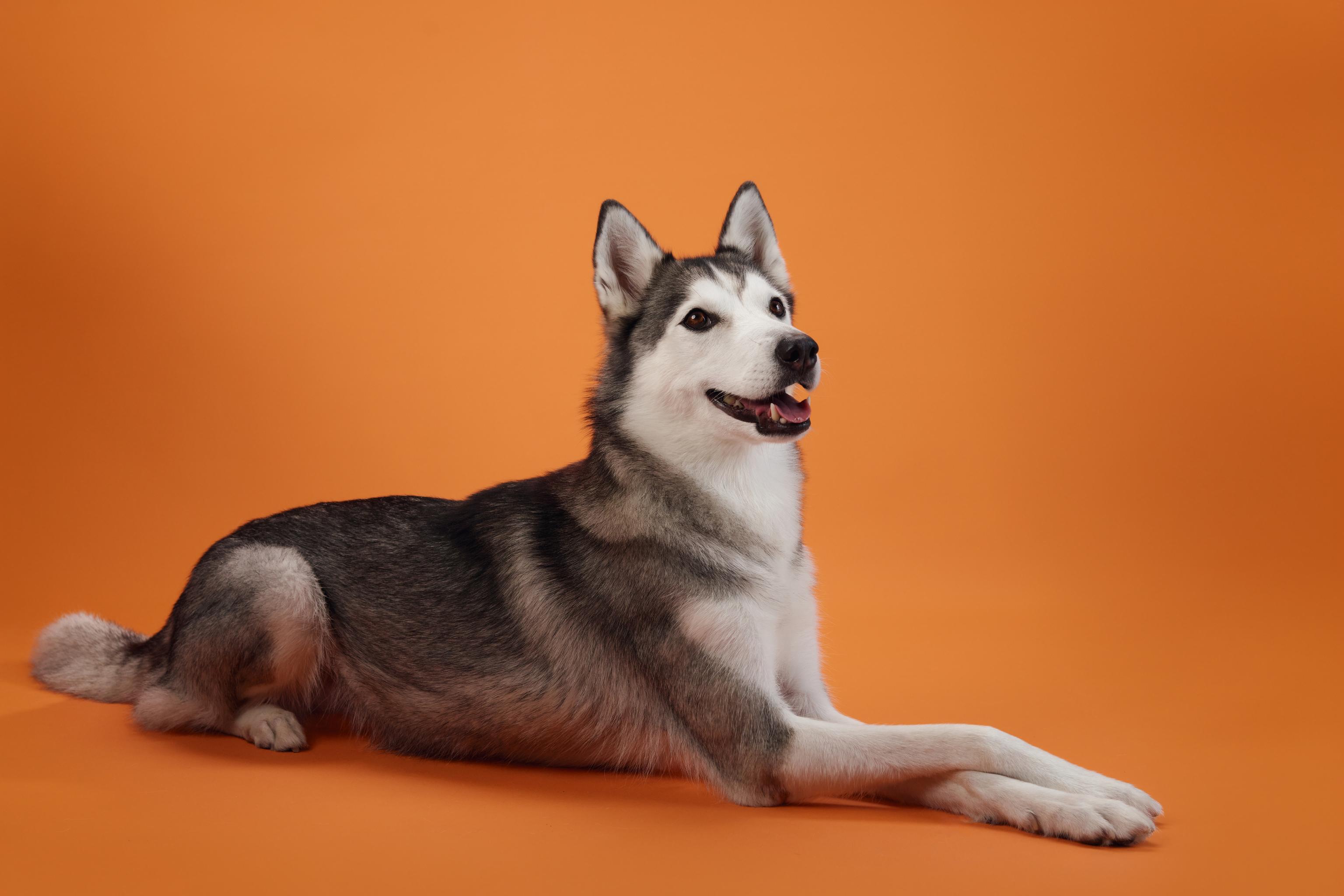 A Siberian Husky lying on an orange background, with its head turned to the side and mouth slightly open.