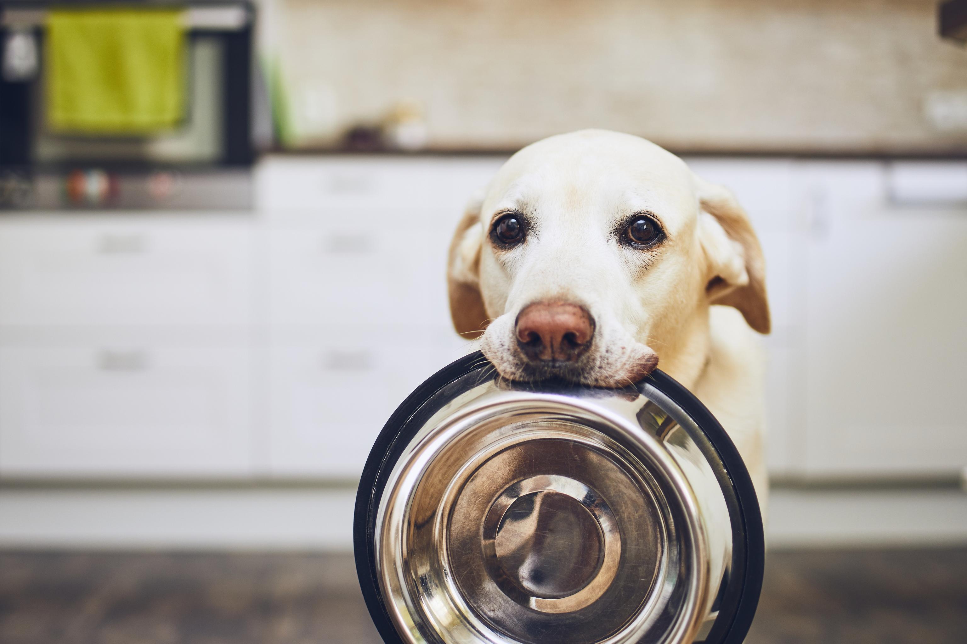 A Labrador stares into the camera with a pensive look with a metal bowl in their mouth