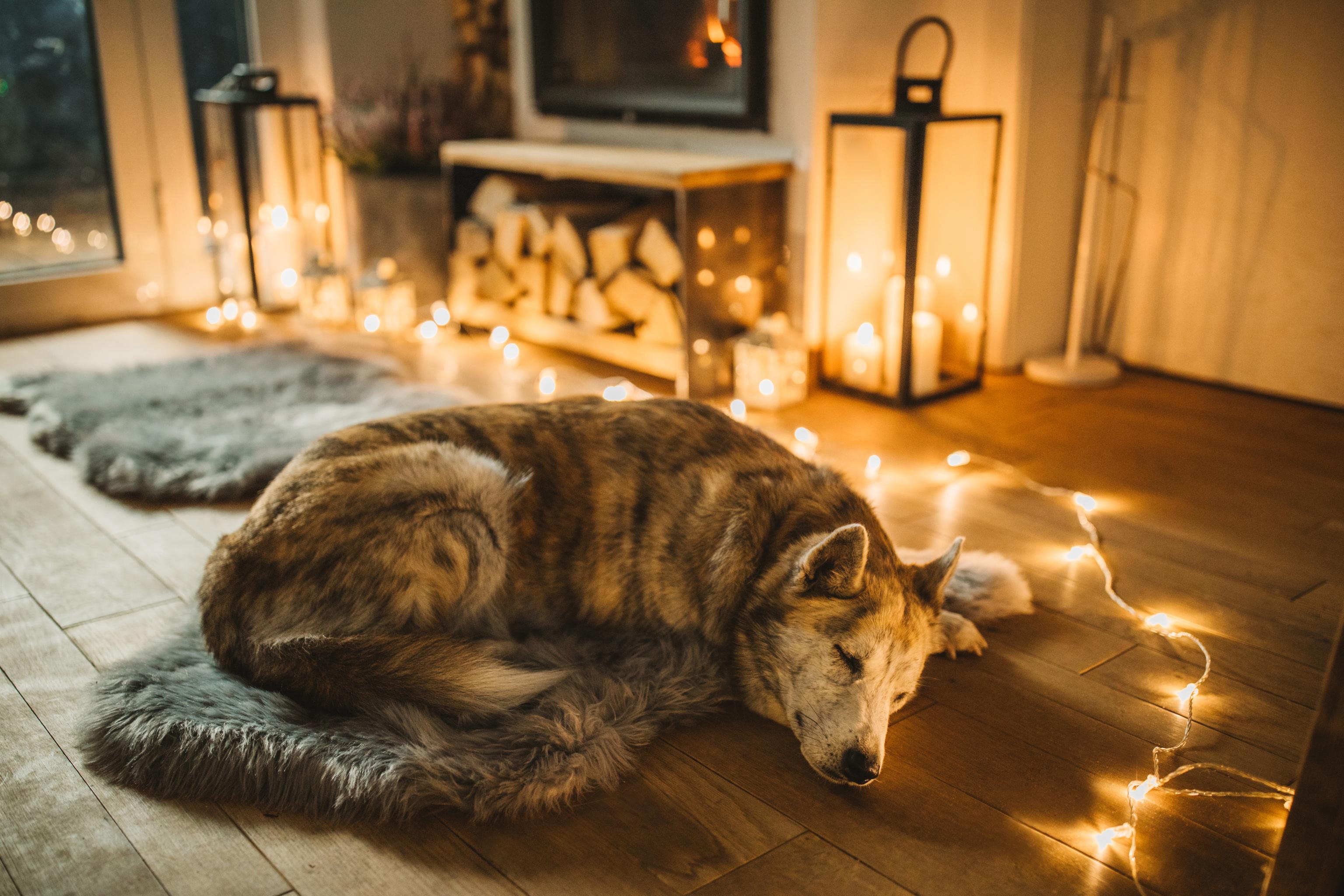 A dog sleeps on a grey pillow near a wood-burning fire, they look relaxed and happy