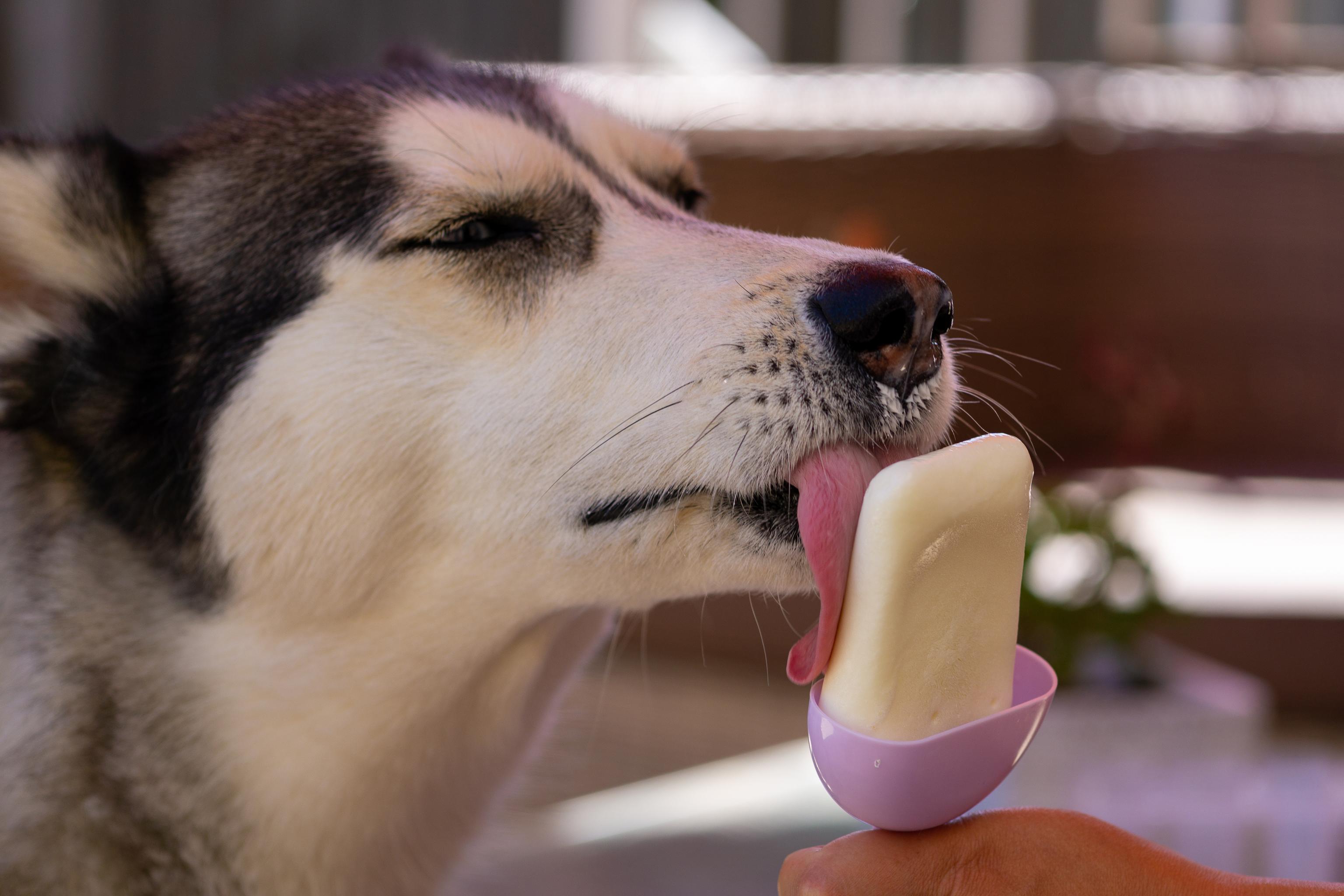 A Husky dog licks a frozen yoghurt lollipop