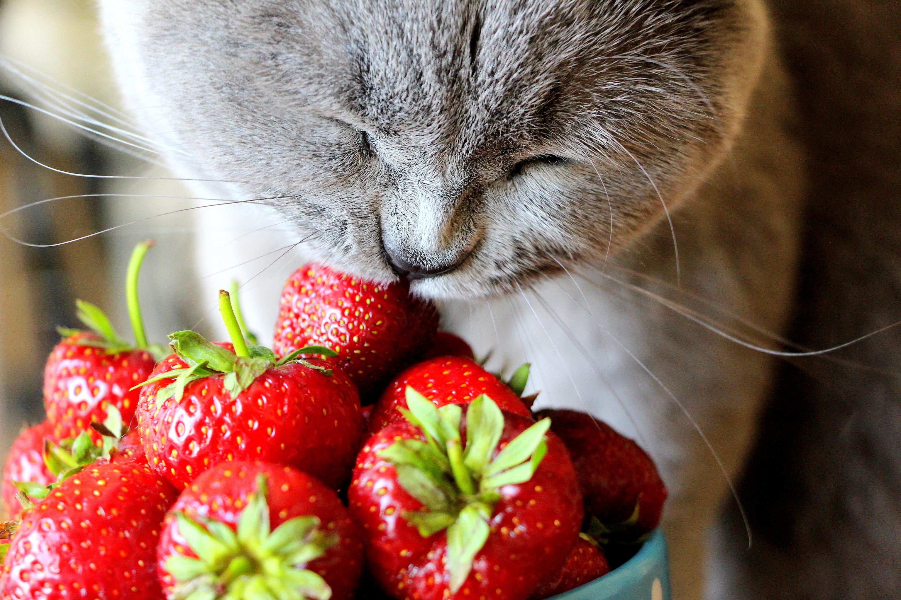 A grey cat eats strawberries out of a blue bowl