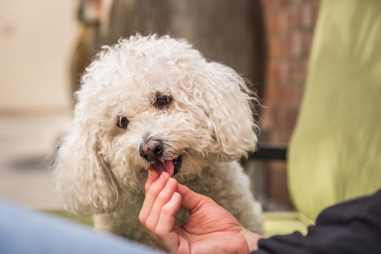 A Bichon Frise eats a treat from their pet parent&#39;s hand
